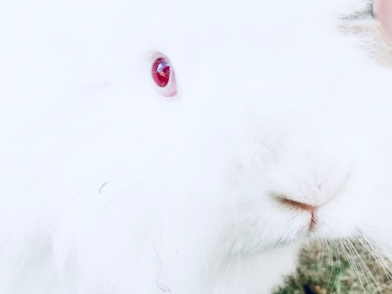 Skylar's rabbit, Cloud - Animal Portrait Photography Competition 2020 runner-up!